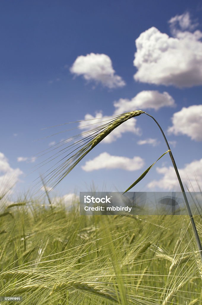 田園の小麦のフィールド - 人物なしのロイヤリティフリーストックフォト