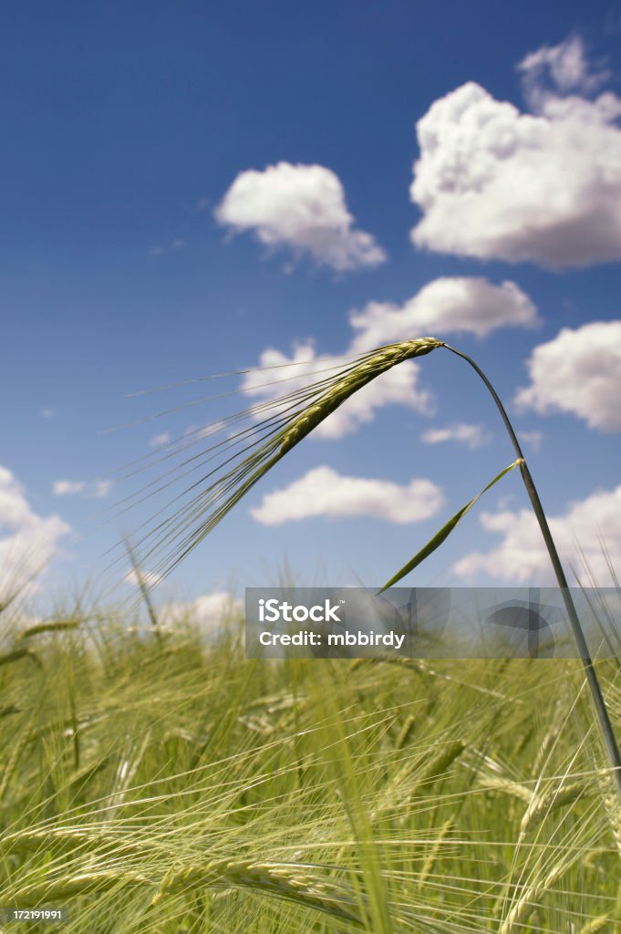 Campo de trigo campo - Foto de stock de Agricultura royalty-free