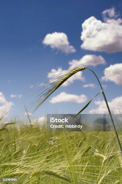 Foto de Campo De Trigo Campo e mais fotos de stock de Agricultura - Agricultura, Azul, Campo