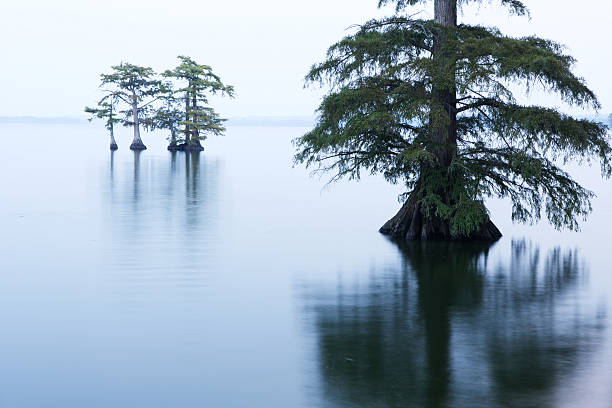 Reelfoot Lake "Reelfoot Lake State Park, Tennessee" reelfoot lake stock pictures, royalty-free photos & images