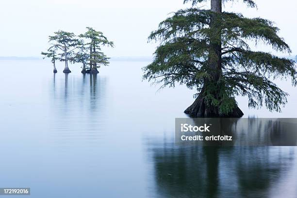 Reelfoot Озеро — стоковые фотографии и другие картинки Reelfoot Lake - Reelfoot Lake, Без людей, Вода