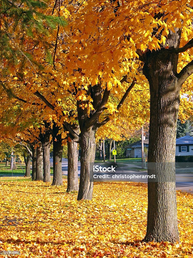 Золотая осень дерево Row - Стоковые фото Осень роялти-фри