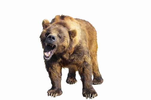 Photo of growling grizzly bear isolated on white.