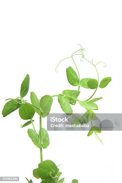 완두콩 흰색 배경의 녹색 완두콩에 대한 스톡 사진 및 기타 이미지 - 녹색 완두콩, 새싹, 잎