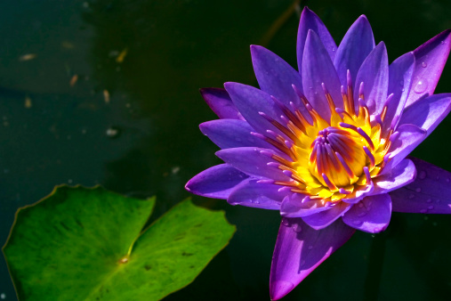 Beautiful white, pink waterlily or lotus flower with green leaves growing out of the muddy water in a lily pond. Gardening concept. (Nymphaeaceae) Selective focus.