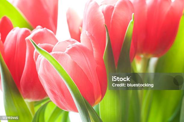 Tulipanes Foto de stock y más banco de imágenes de Belleza de la naturaleza - Belleza de la naturaleza, Buqué, Celebración - Acontecimiento