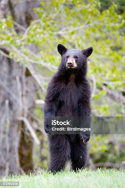 Curioso Nero Orsetto In Piedi Per Un Look - Fotografie stock e altre immagini di Orso nero asiatico - Orso nero asiatico, Orso nero americano, Animale