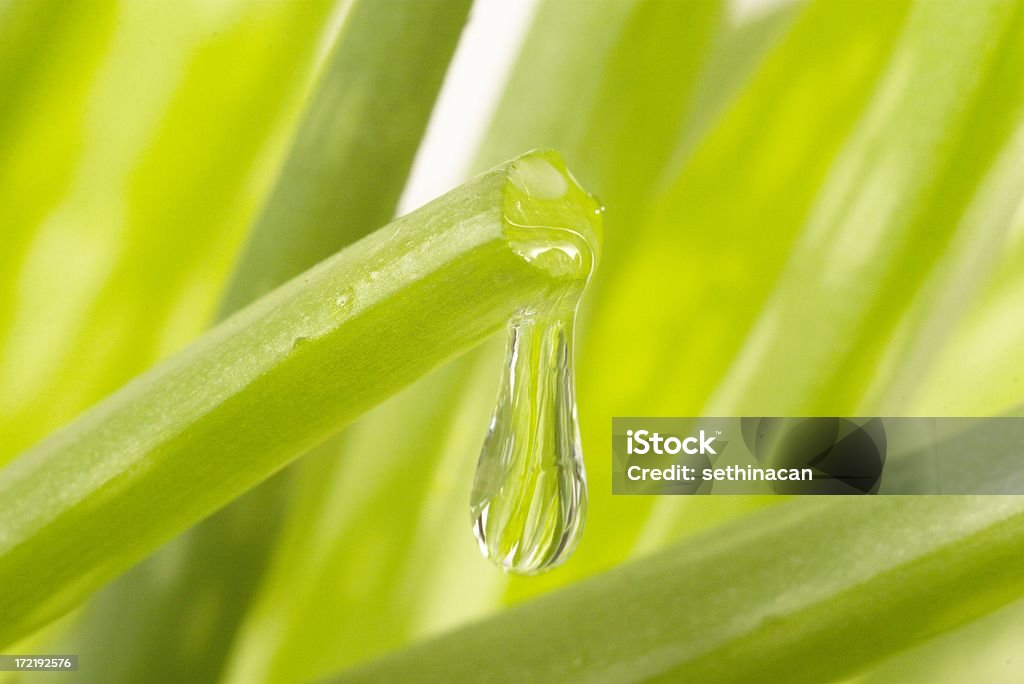 Áloe - Foto de stock de Aloe vera libre de derechos