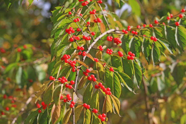 istock Honeysuckle fruit on the branch in a park 1721926862