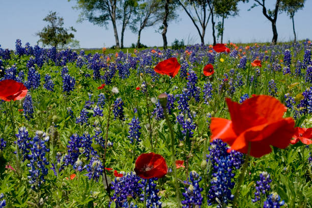 istock red poppy and bluebonnet field 172192746