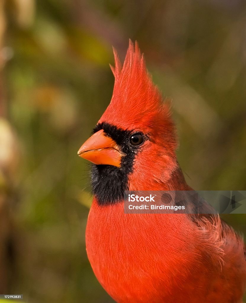 Cardinal del Norte - Foto de stock de Pájaro cardenal libre de derechos