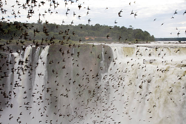 Swarm of dusky swifts at 이구아쿠 폴즈 스톡 사진