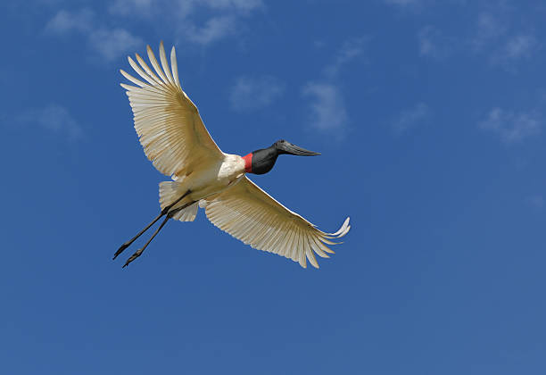Jabiru Stork on the Wing stock photo