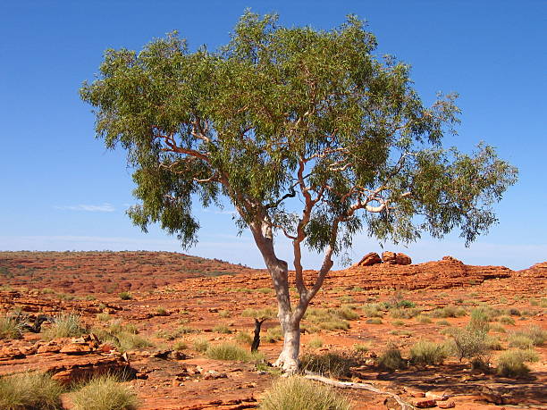Large Tree Outback 90+ Lone Tree In Outback Australia Stock Photos, Pictures & Royalty ...