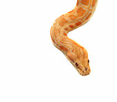 snake an albino