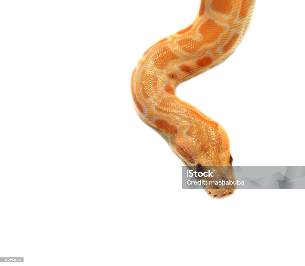 snake an albino Hello,  Corn Snake Stock Photo