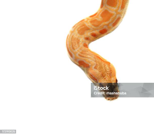 Snake An Albino Stock Photo - Download Image Now - Corn Snake, Cut Out, Snake