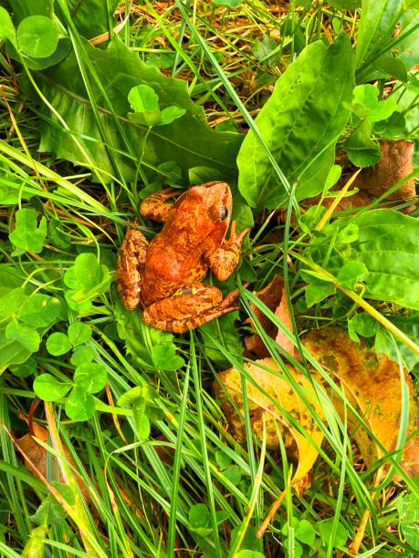 Brown frog in the grass. frog on the grass background.