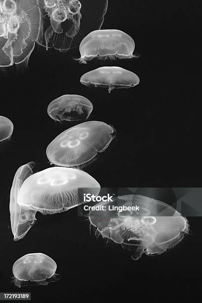 젤리피쉬 바다에 대한 스톡 사진 및 기타 이미지 - 바다, 동물 테마, 검정색 배경