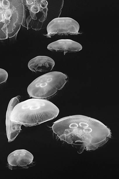 medusa - scyphozoan imagens e fotografias de stock