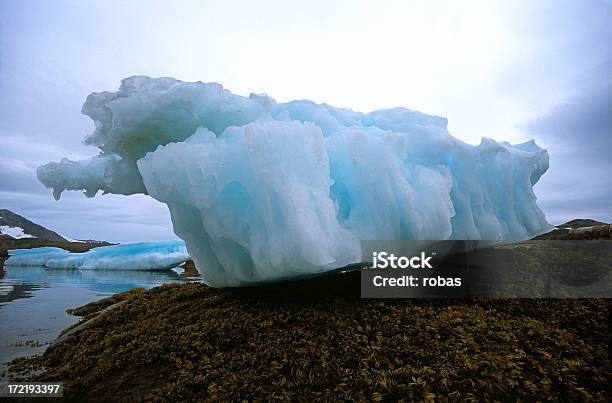 Intrecciato Iceberg Su Letto Di Alghe Marine - Fotografie stock e altre immagini di Alga marina - Alga marina, America del Nord, Bellezza