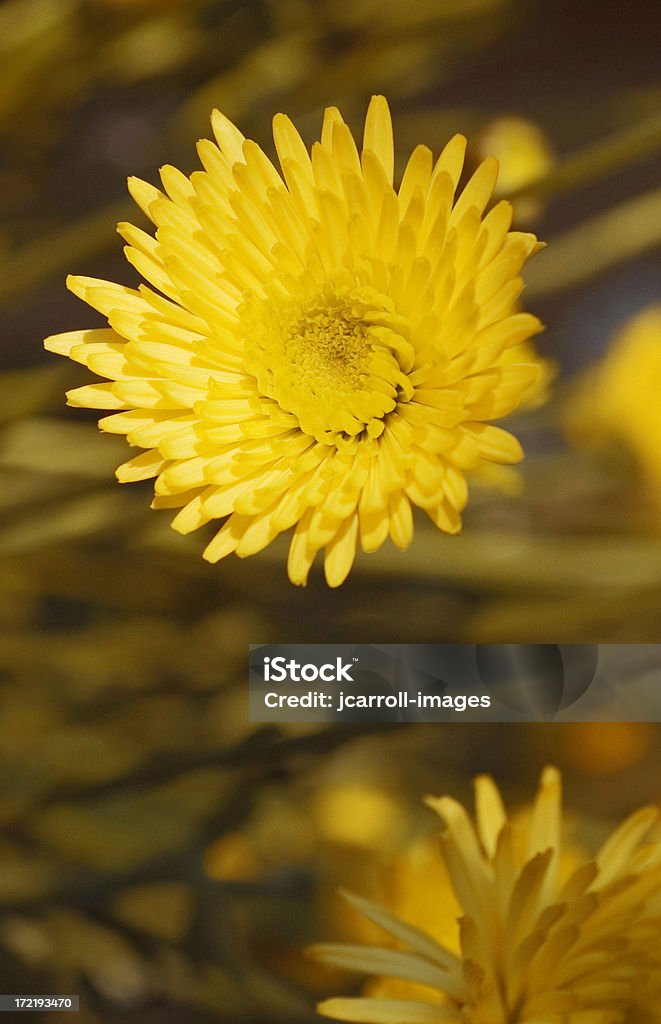 Золотой Chrysanthemum Flower - Стоковые фото Без людей роялти-фри