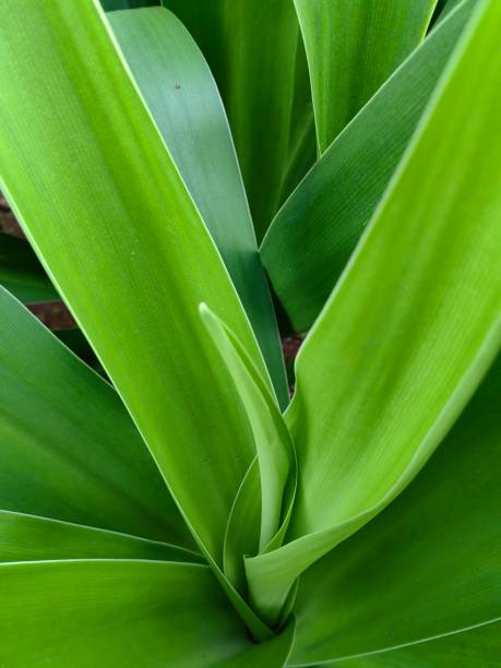 istock Tropical leaves, abstract green texture. 1721934845