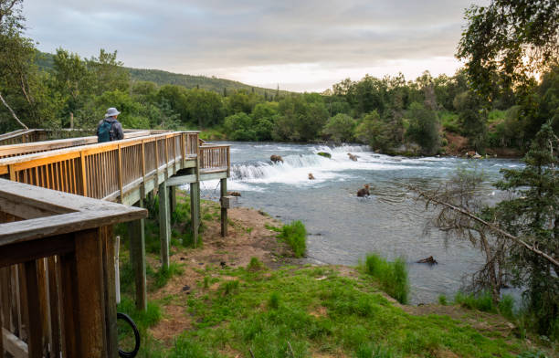 hombre caminando en la plataforma de observación vacía temprano en la mañana. osos pardos pescando salmón en las cataratas brooks. parque nacional de katmai. alaska. estados unidos. - brown bear alaska katmai national park animal fotografías e imágenes de stock