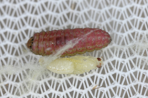 Parasitic wasp pupa and moth caterpillar.