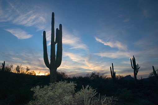 An evening in the Sonoran desert. Saguaro cacti are visible against a gorgeous sky.