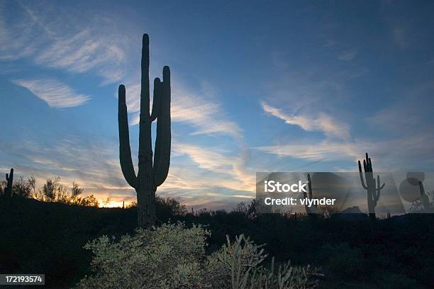 Silhouettes Of Cacti And Plants At Sunset Stock Photo - Download Image Now - Arizona, Desert Area, Mesa - Arizona