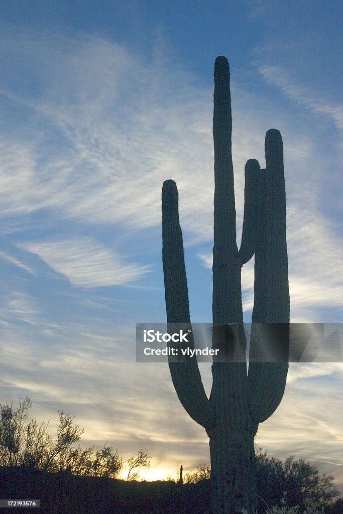 Saguaro in der Abenddämmerung - Lizenzfrei Arizona Stock-Foto