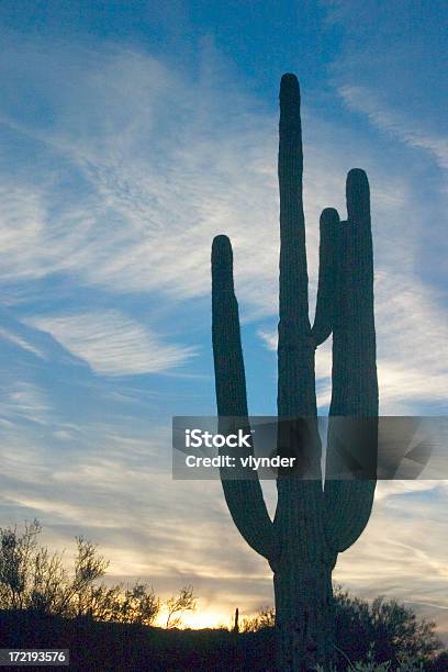 Saguaro In Der Abenddämmerung Stockfoto und mehr Bilder von Arizona - Arizona, Wüste, Abenddämmerung