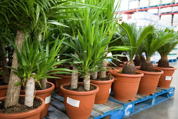 Palms in pots.