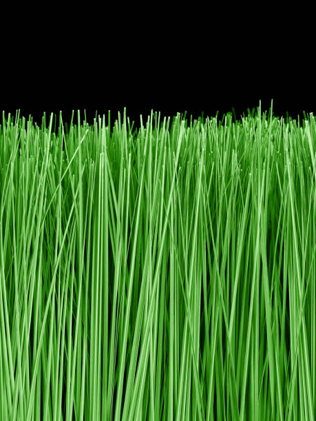 long tall herbe isolé sur noir - grass tall timothy grass field photos et images de collection