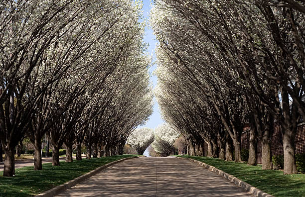 zadrzewionej road - leading footpath tree canopy garden path zdjęcia i obrazy z banku zdjęć