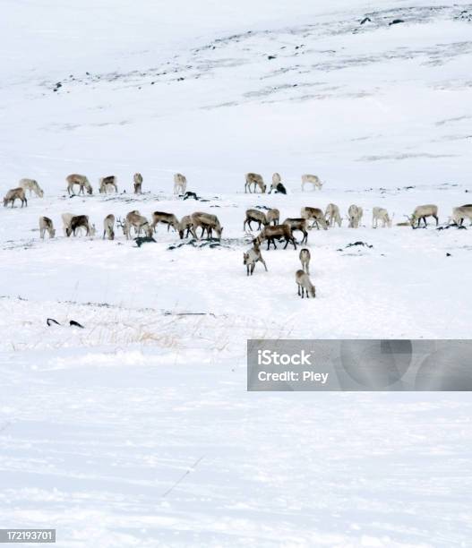 Grazing Reindeer In Norway Stock Photo - Download Image Now - Sami People, Reindeer, Herd