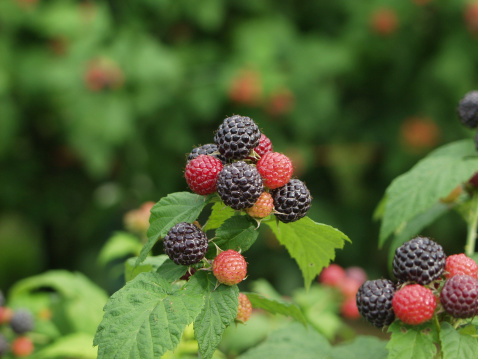 Black Raspberries ripening in berry patch.Click banners below for similar images:
