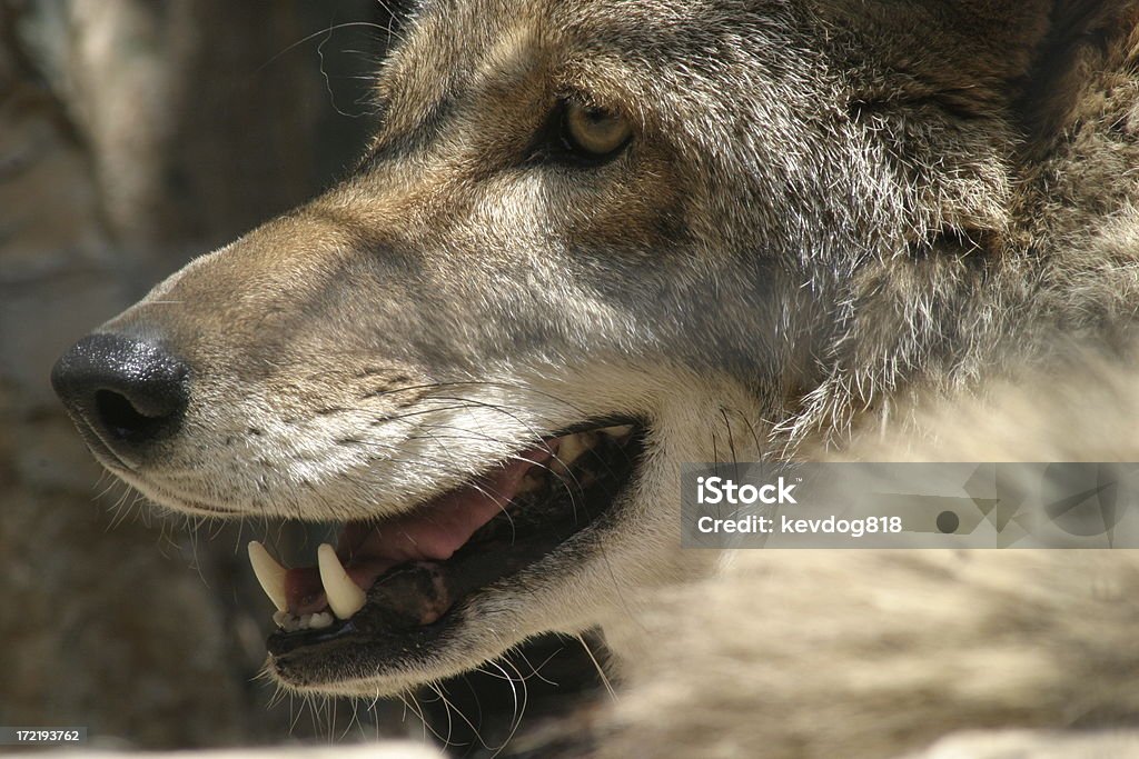 Coyote - Lizenzfrei Einzelnes Tier Stock-Foto