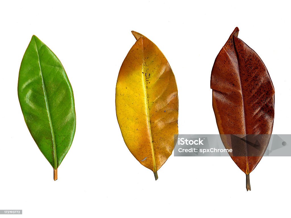 매그놀리아 잎 (3 단계 - 로열티 프리 0명 스톡 사진