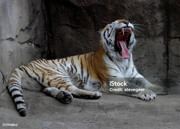 Photo libre de droit de Féroce Tigre banque d'images et plus d'images libres de droit de Bouche des animaux - Bouche des animaux, Bouche ouverte, Bâiller