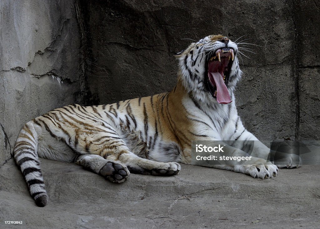 Feroce tigre - Foto stock royalty-free di Animale