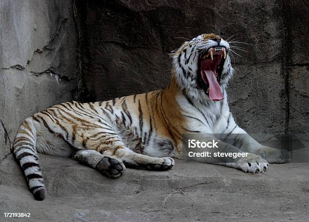 Feroce Tigre - Fotografie stock e altre immagini di Animale - Animale, Animale selvatico, Aperto