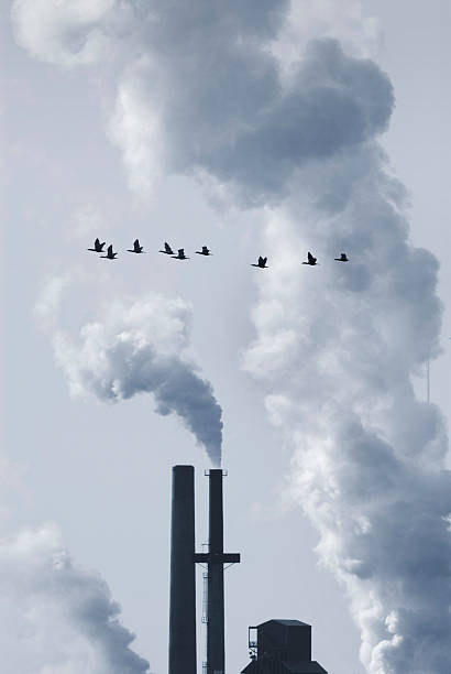 Flock of Birds in Pollution stock photo