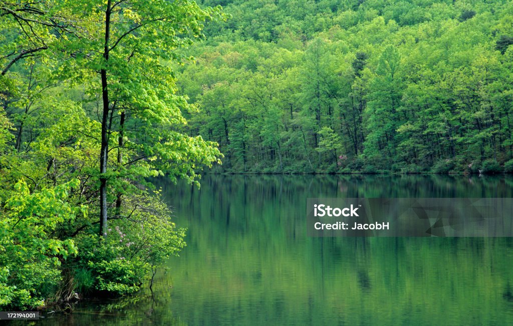 Lac dans la forêt - Photo de Arbre libre de droits