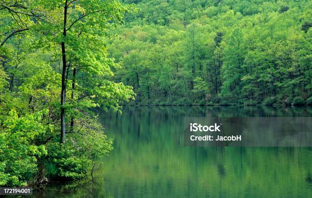 Photo libre de droit de Lac Dans La Forêt banque d'images et plus d'images libres de droit de Arbre - Arbre, Au bord de, Bois