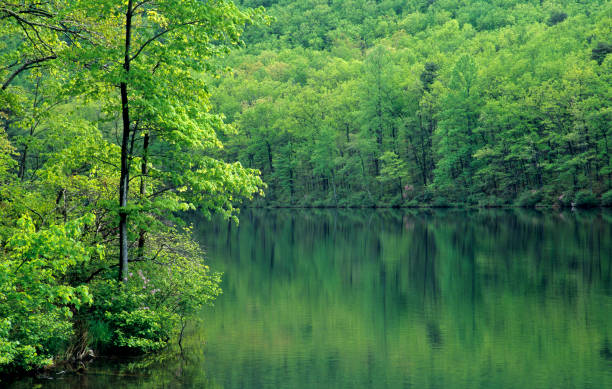 istock Lake in the Woods 172194001