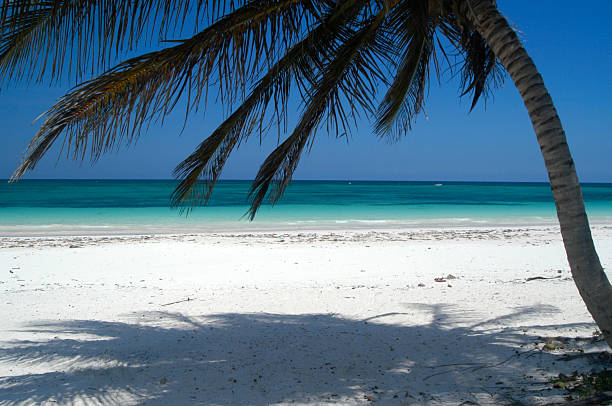 istock Tulum Mexico Beach White Sand with Palm Tree 172194087