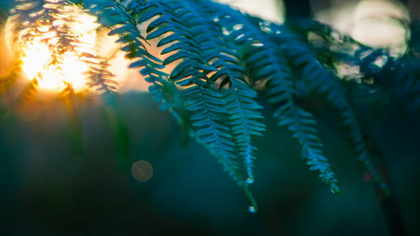 istock Green Fern Macro 1721940917