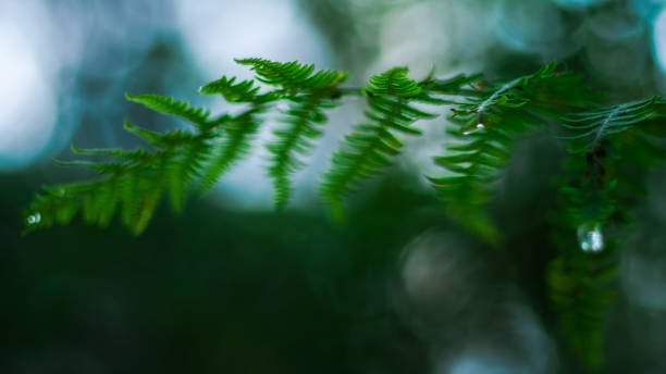 istock Green Fern Macro 1721940920